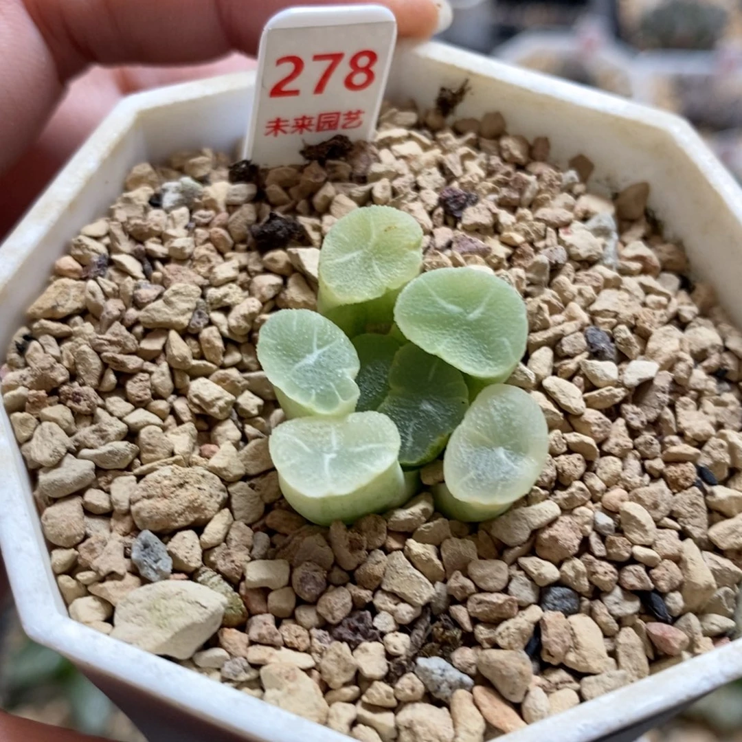 278万象锦一物一图