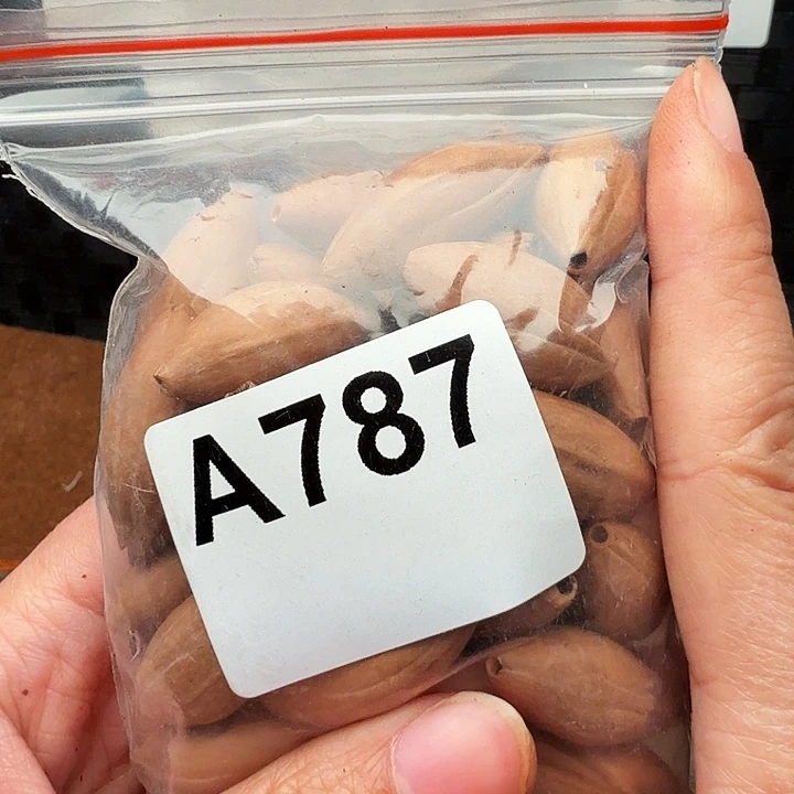 憧***来橄榄核手串/手链橄榄