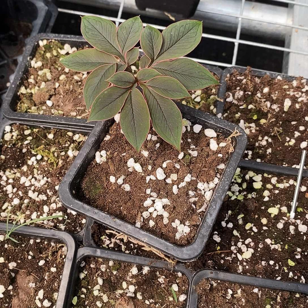 明***i巫蛊百合一物一拍不包叶损