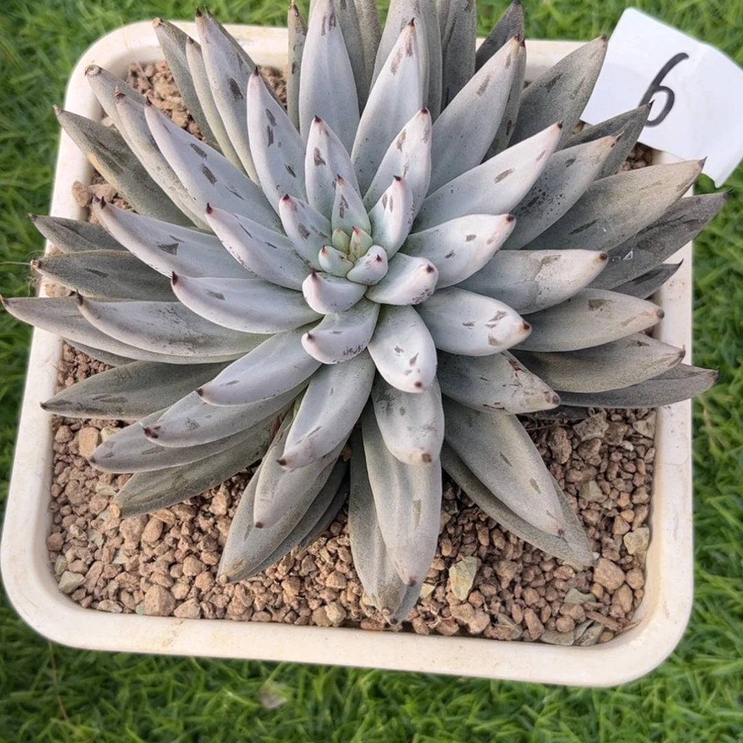 生***朗11.7-6魔爪11111111111