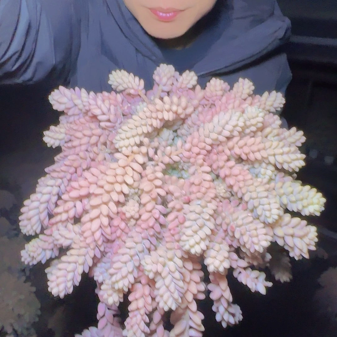 盆栽彩虹玉缀多肉