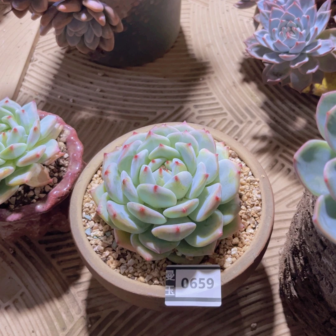 白拉糖多肉植物0659