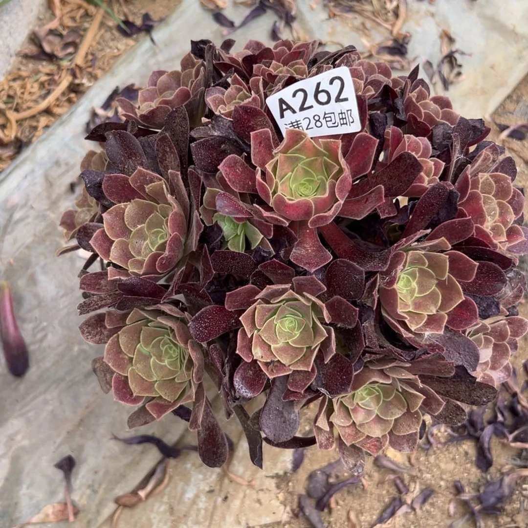 262多肉   花呐