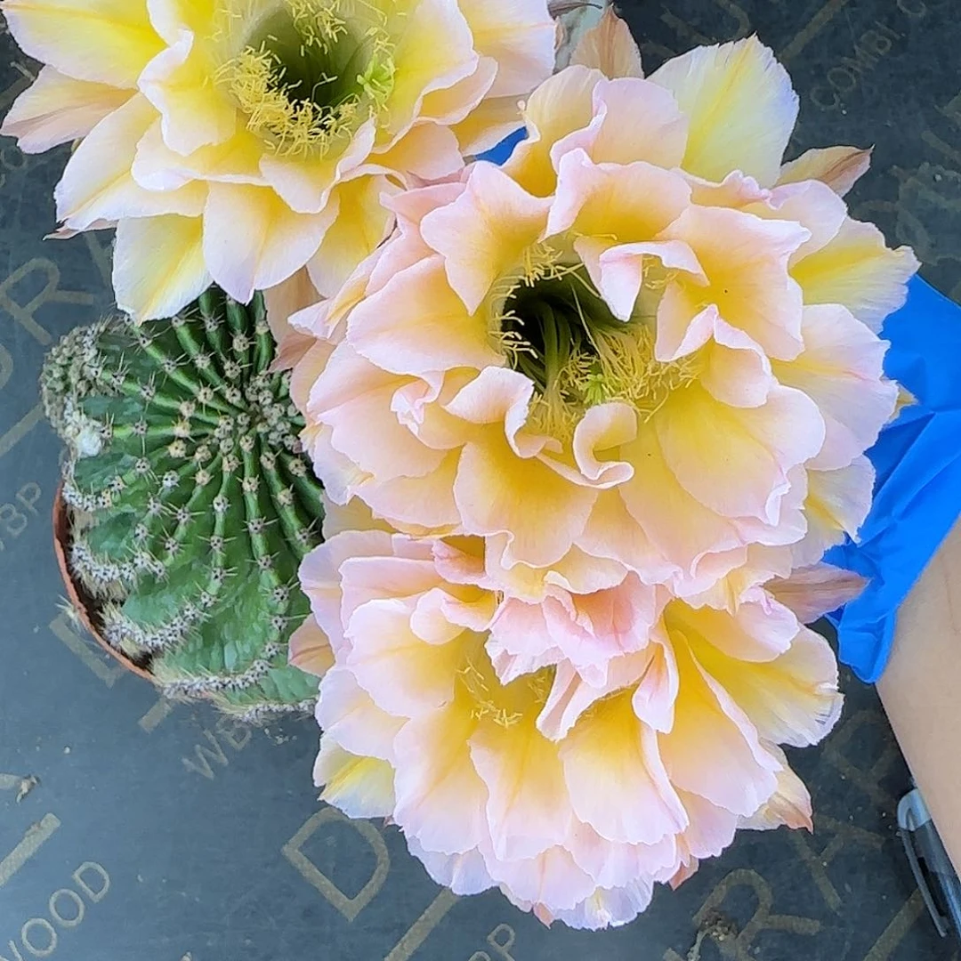 18s5自根大球，微微干皮介意勿拍