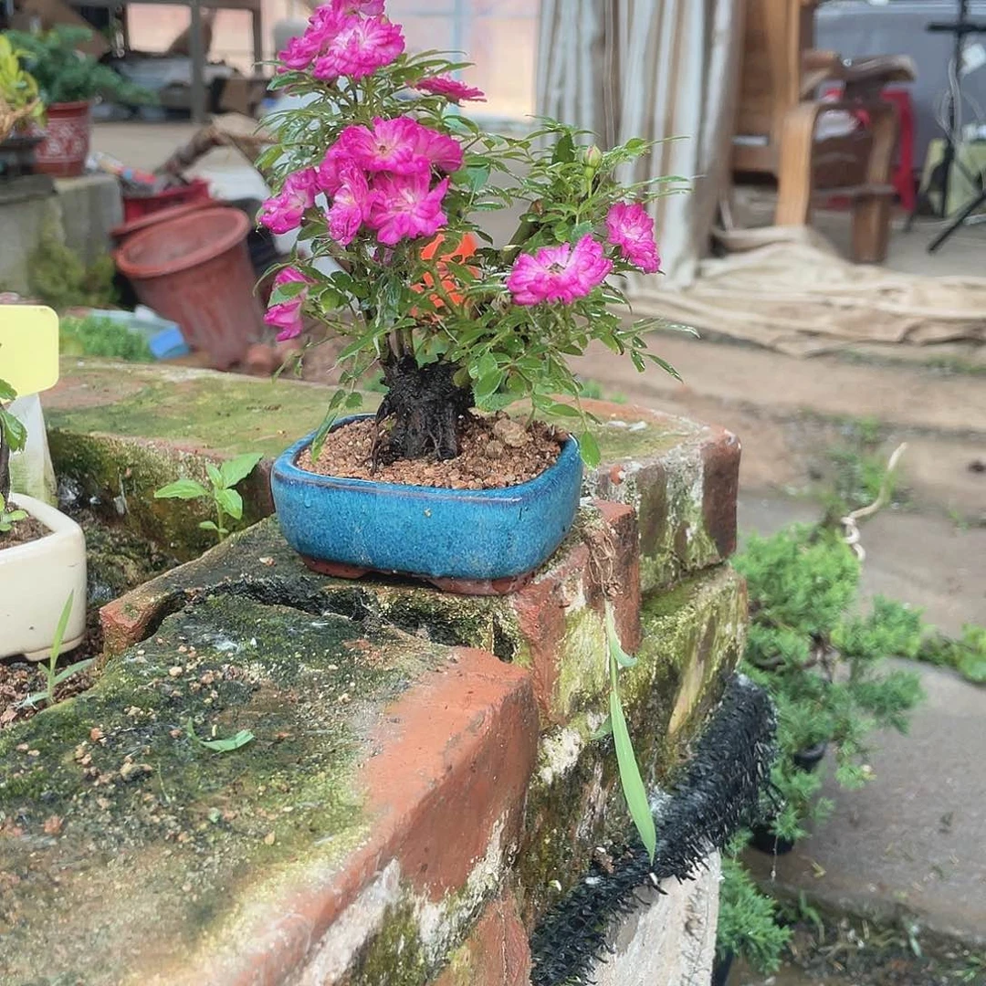 全部花朵姬紫薇满树花苞