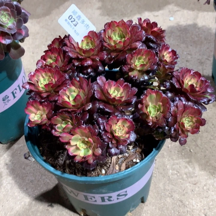 弘**选023燕尾蝶多肉植物