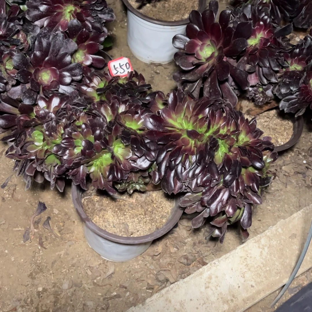 尘**久550多肉植物欧缀化