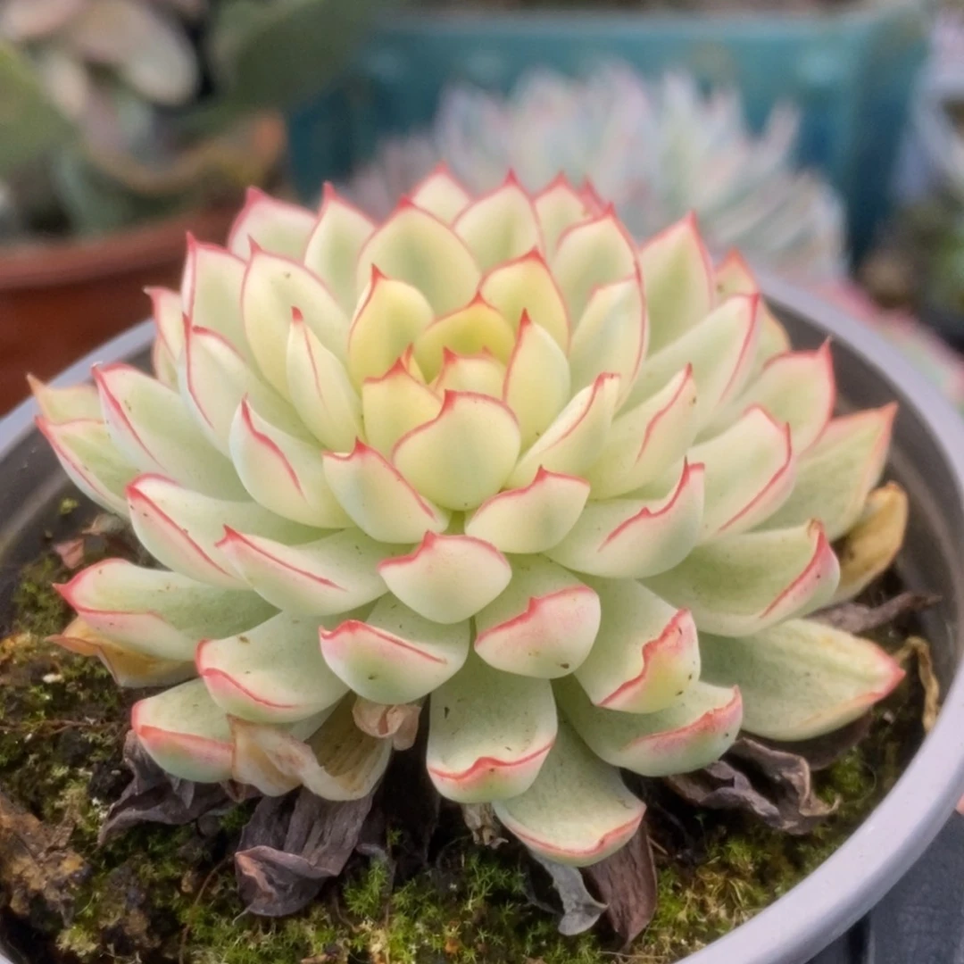 391白覆轮梦幻玫瑰锦