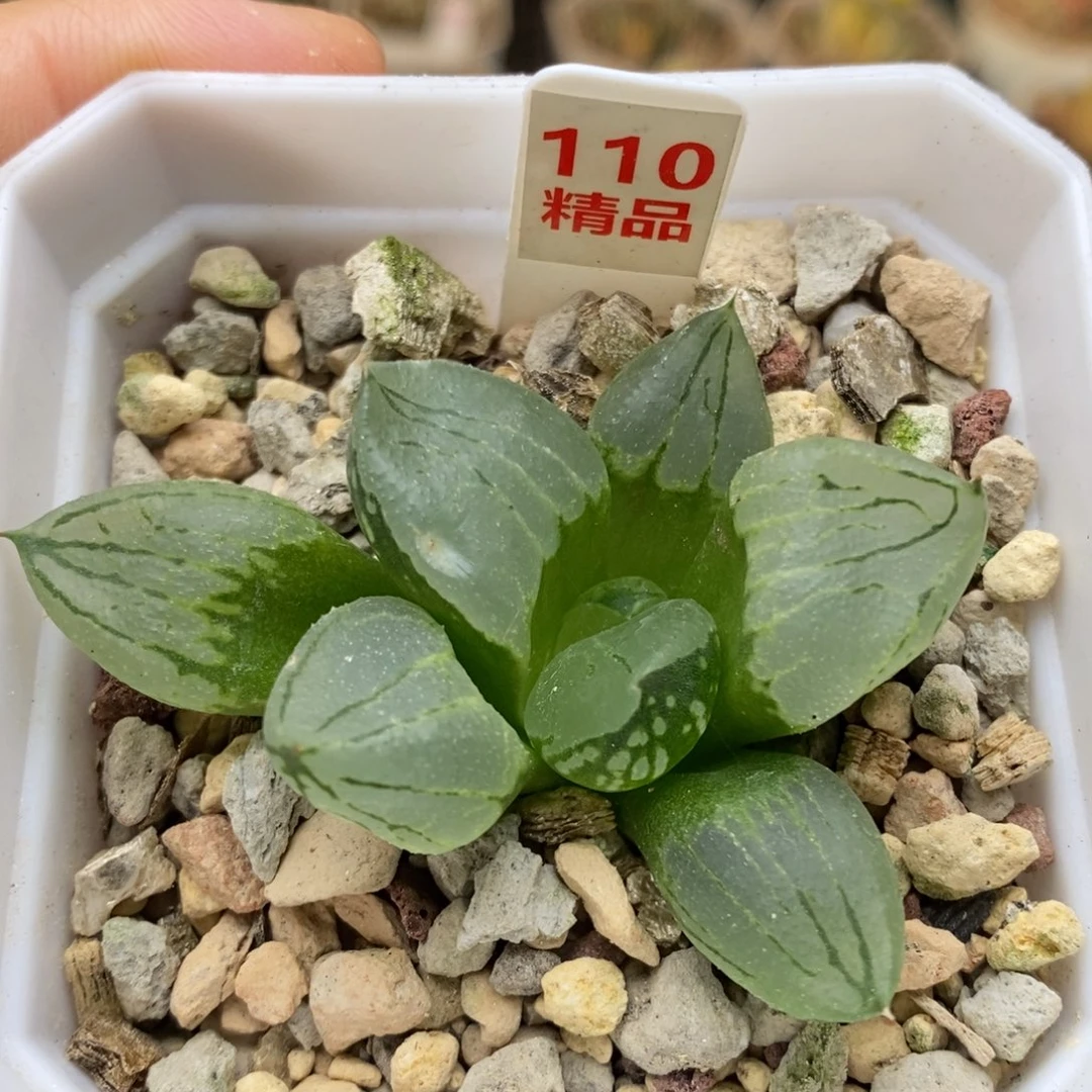 110号虞美人多肉植物