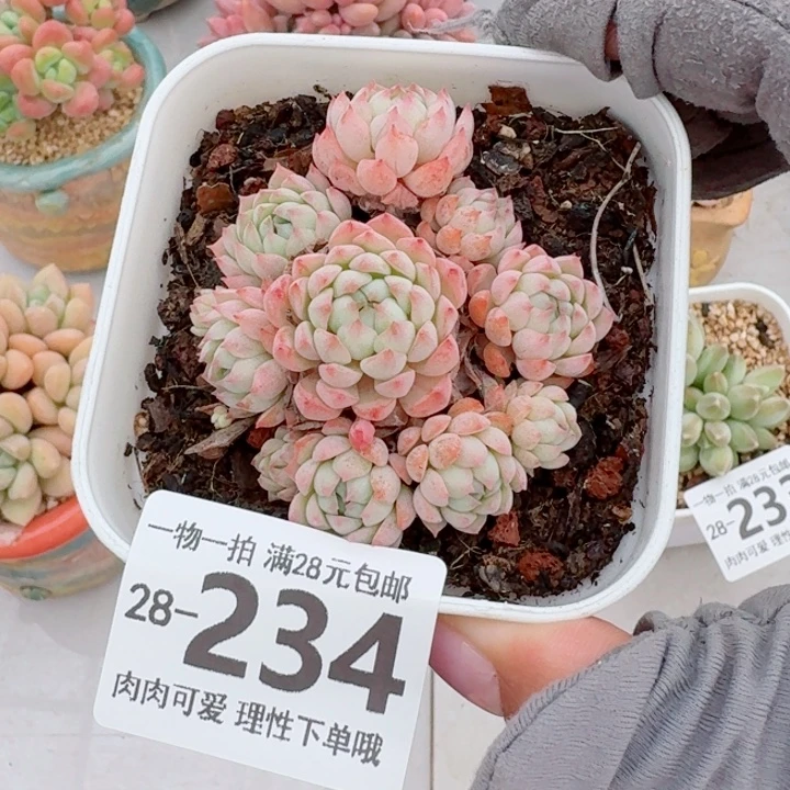 小粉梅无盆土发货