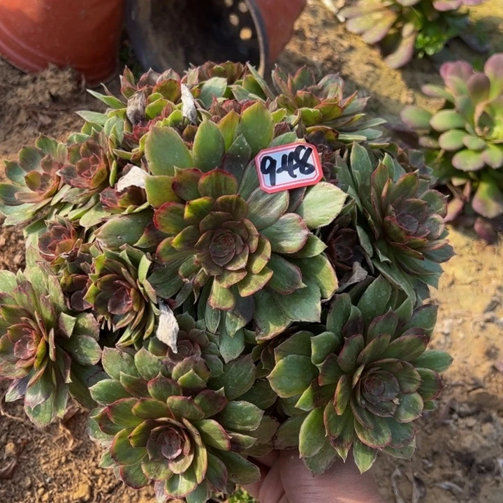 红霞多肉植物9-48