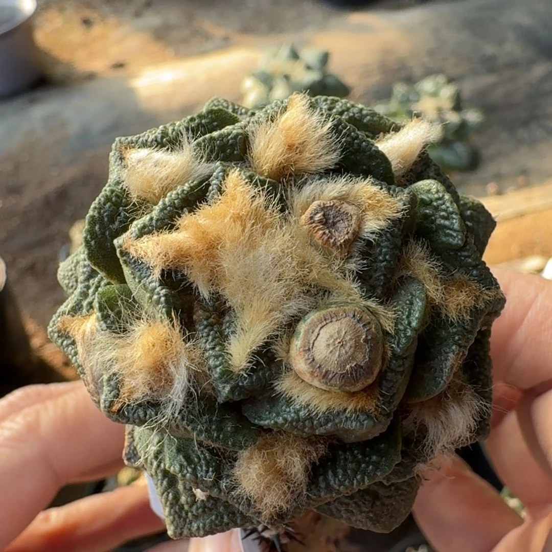 【闪购商品】大尤螺旋辛顿513