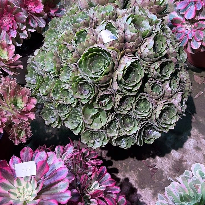 多肉植物万拉丝00831