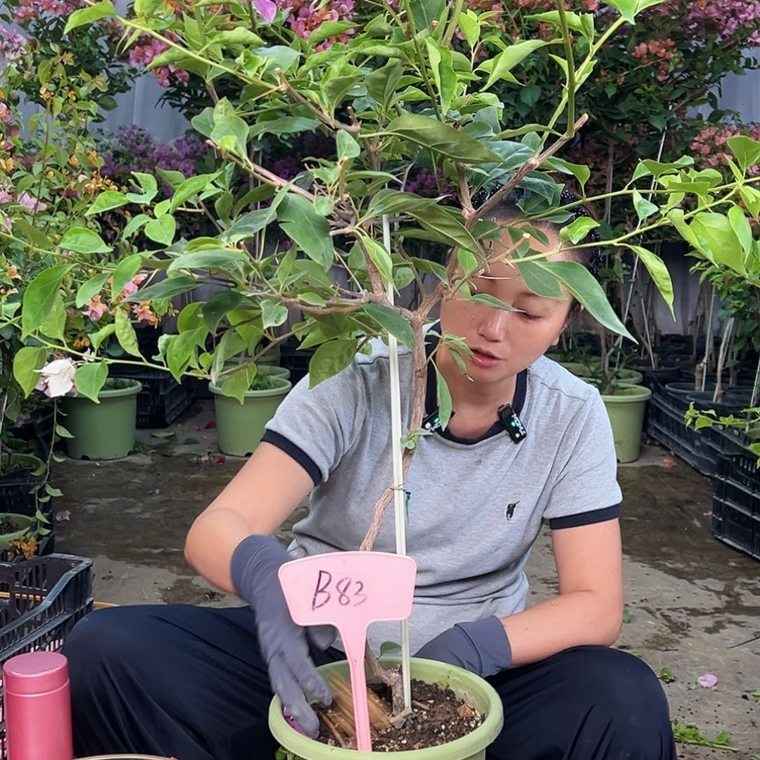 佛***手当前无花栽培后可以开花B83漳红樱