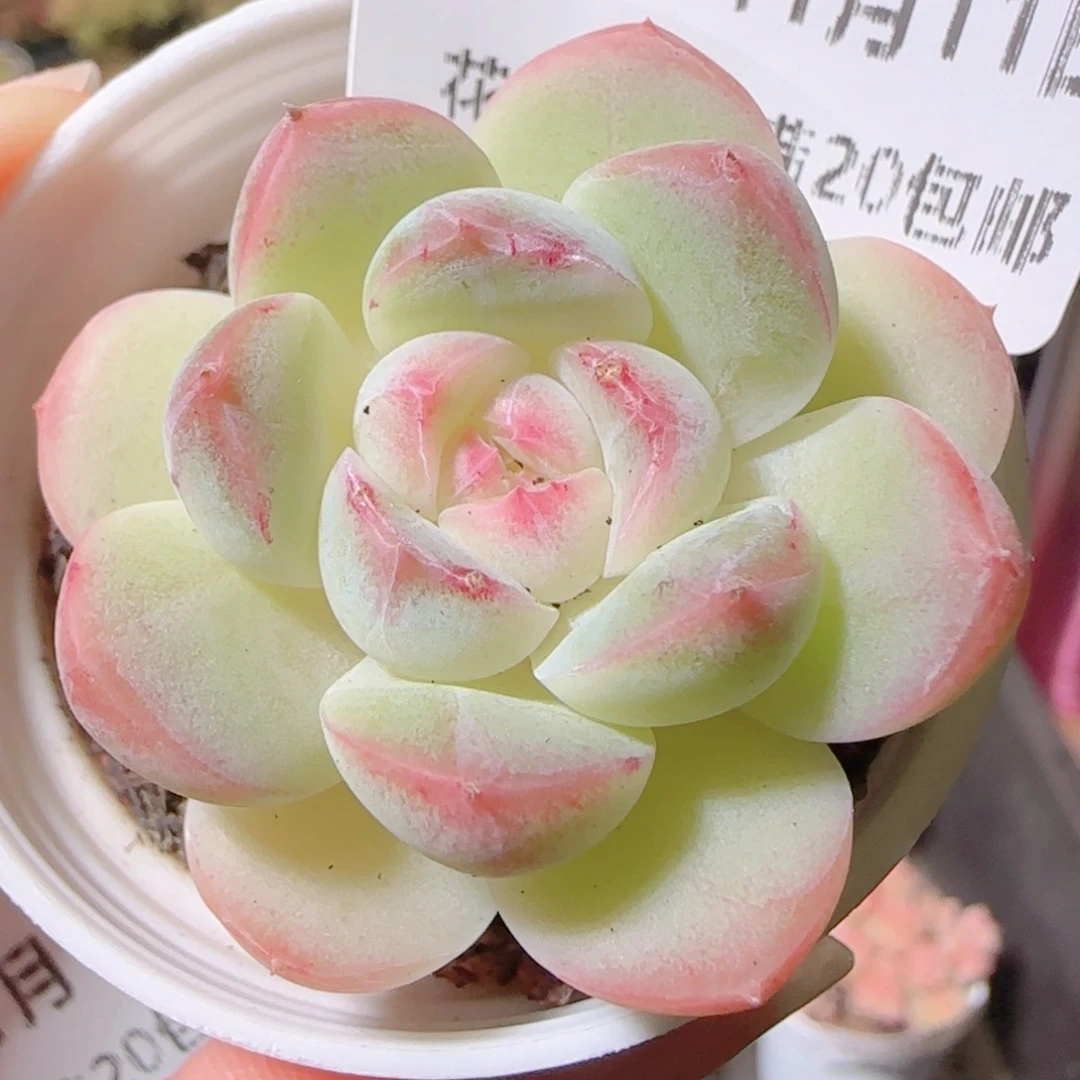 怡***花语逸镜1111-39热巴