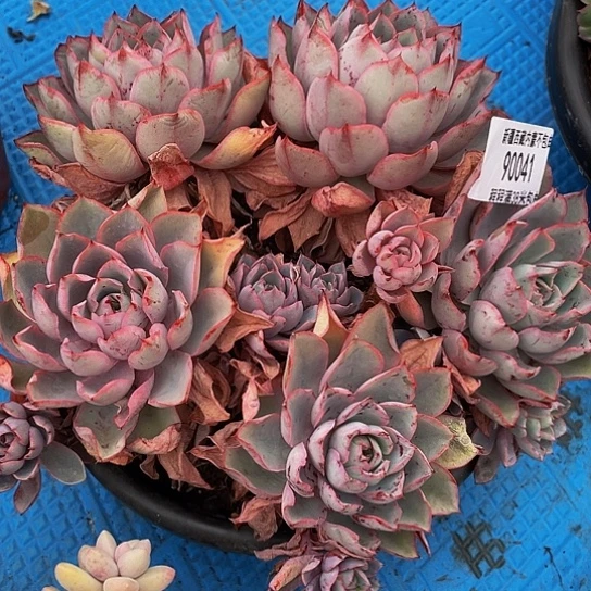 越****y赫拉90041多肉