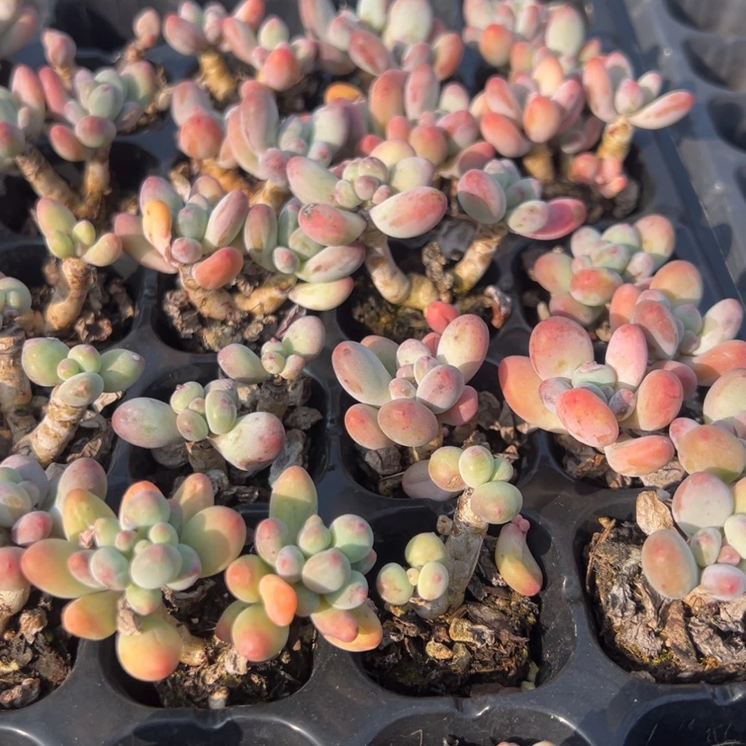 苹果奶酪双头 到手4颗 量拍多肉