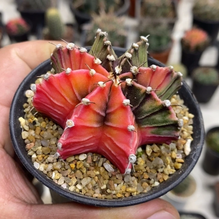 实生肋骨锦特价福利