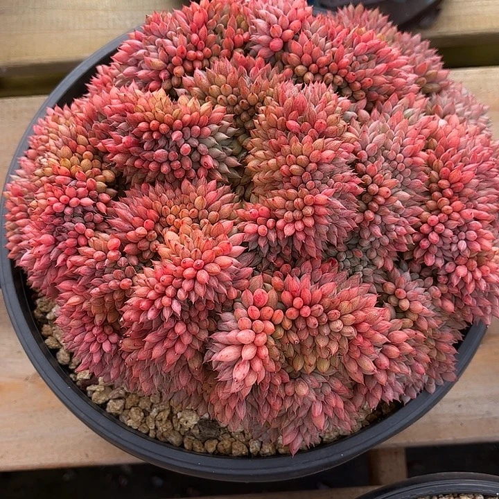 多肉植物一物一拍