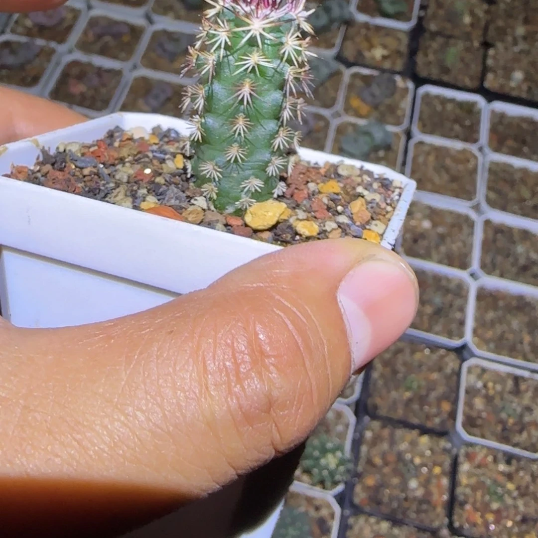 达氏青花虾小型种，绿色花，脱土包邮