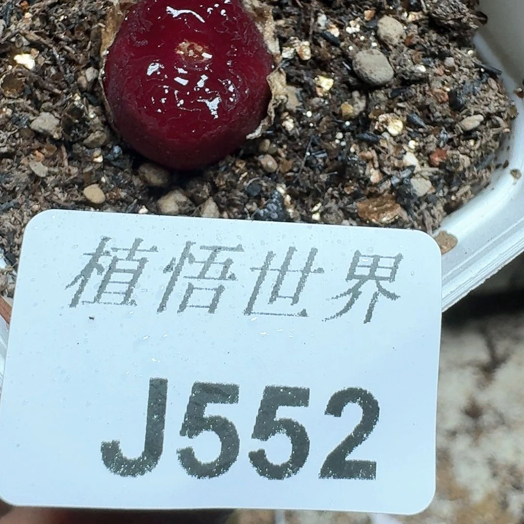 552号多肉植物哇f vb b