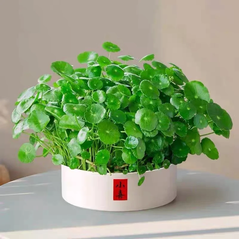 70-100颗铜钱草盆栽四季好养