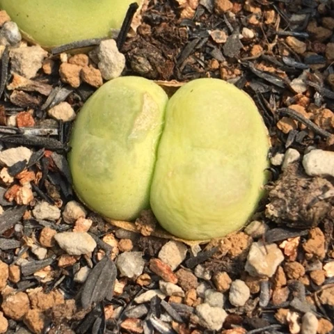 多肉肉锥 7年双头拉登