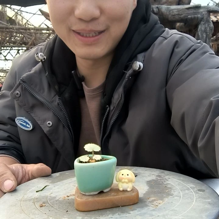 月****^小盆景小植物一物一拍70