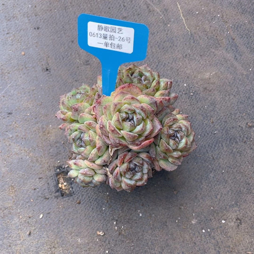 0613-26-精品黑橙大群一颗