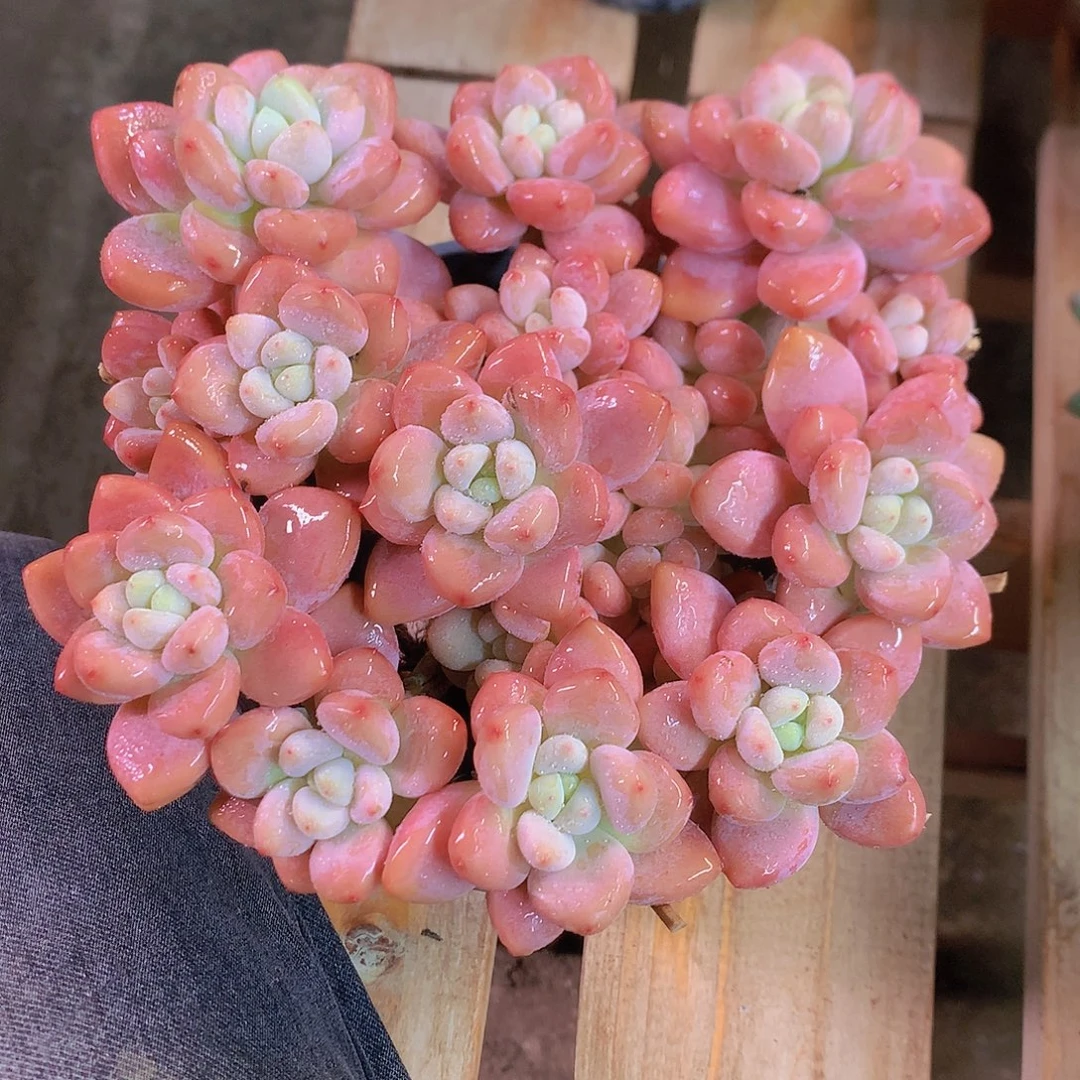 红洛神多肉一物一拍