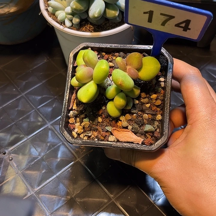 多肉植物芒果奶174