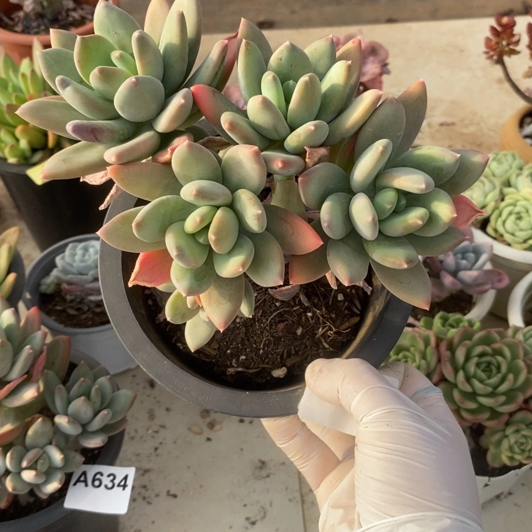 633海洋之星一物一拍