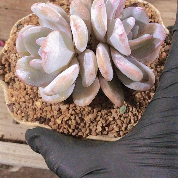 【闪购商品】彩****ɞ彩虹糖