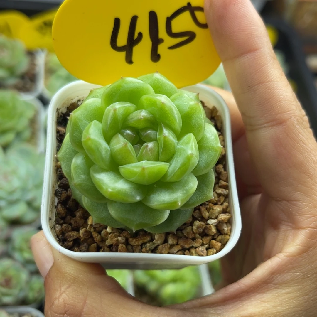 绿油透圆秃珍妮单头4150
