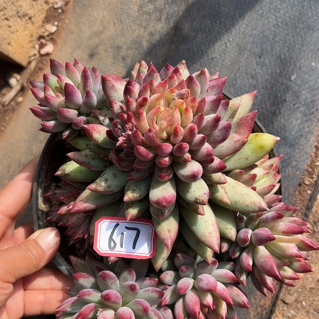 617虞美人一物一拍