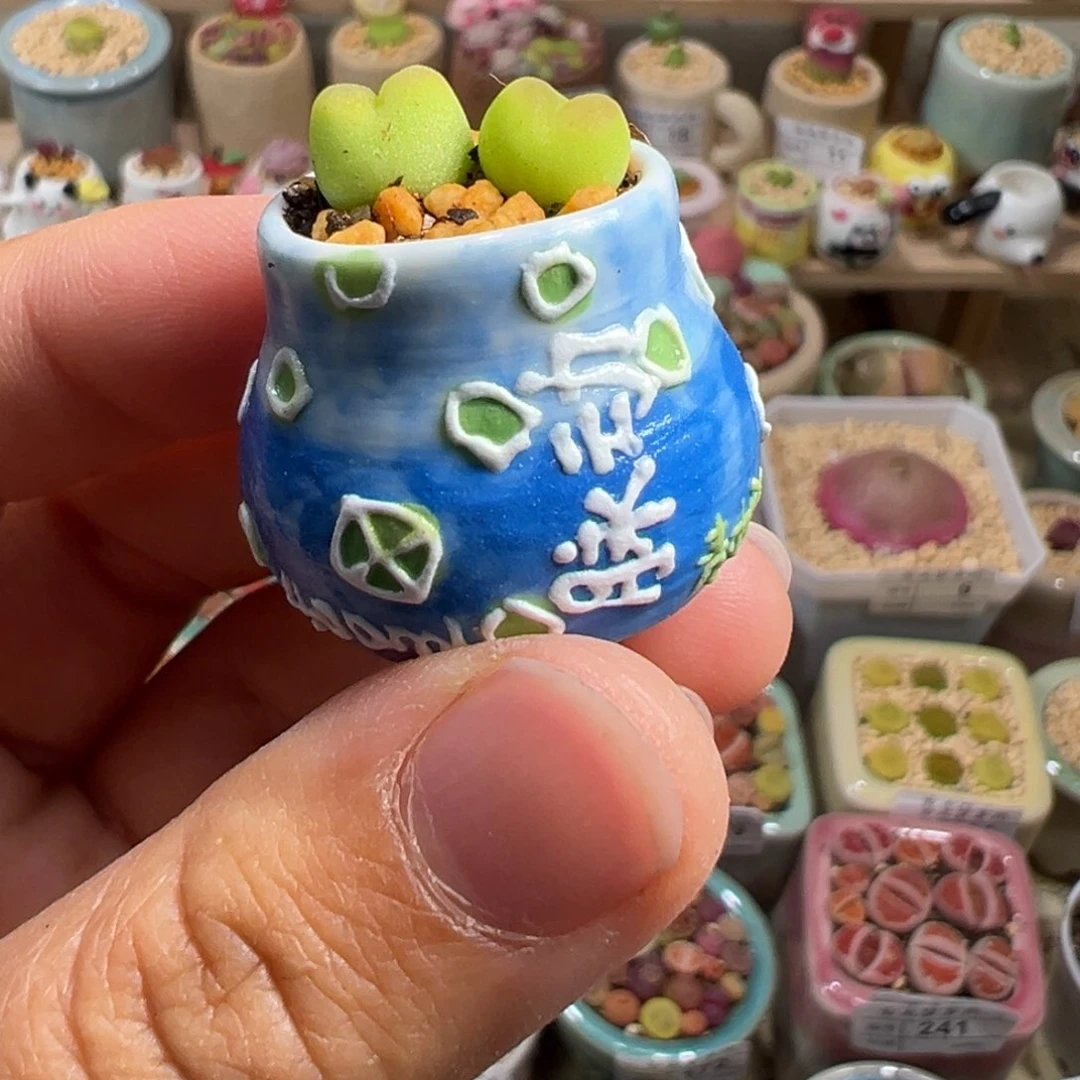 多肉植物22号拇指盆