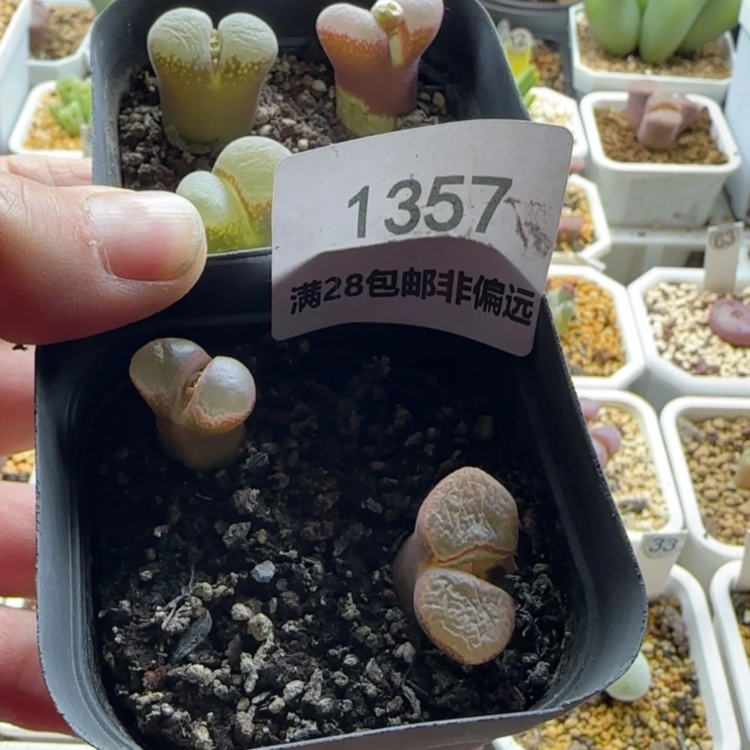 【闪购商品】叮**?1357