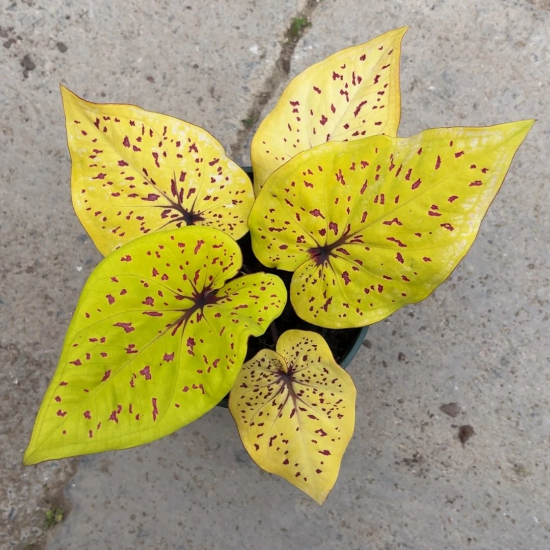 秋香泰国彩叶芋25-1223