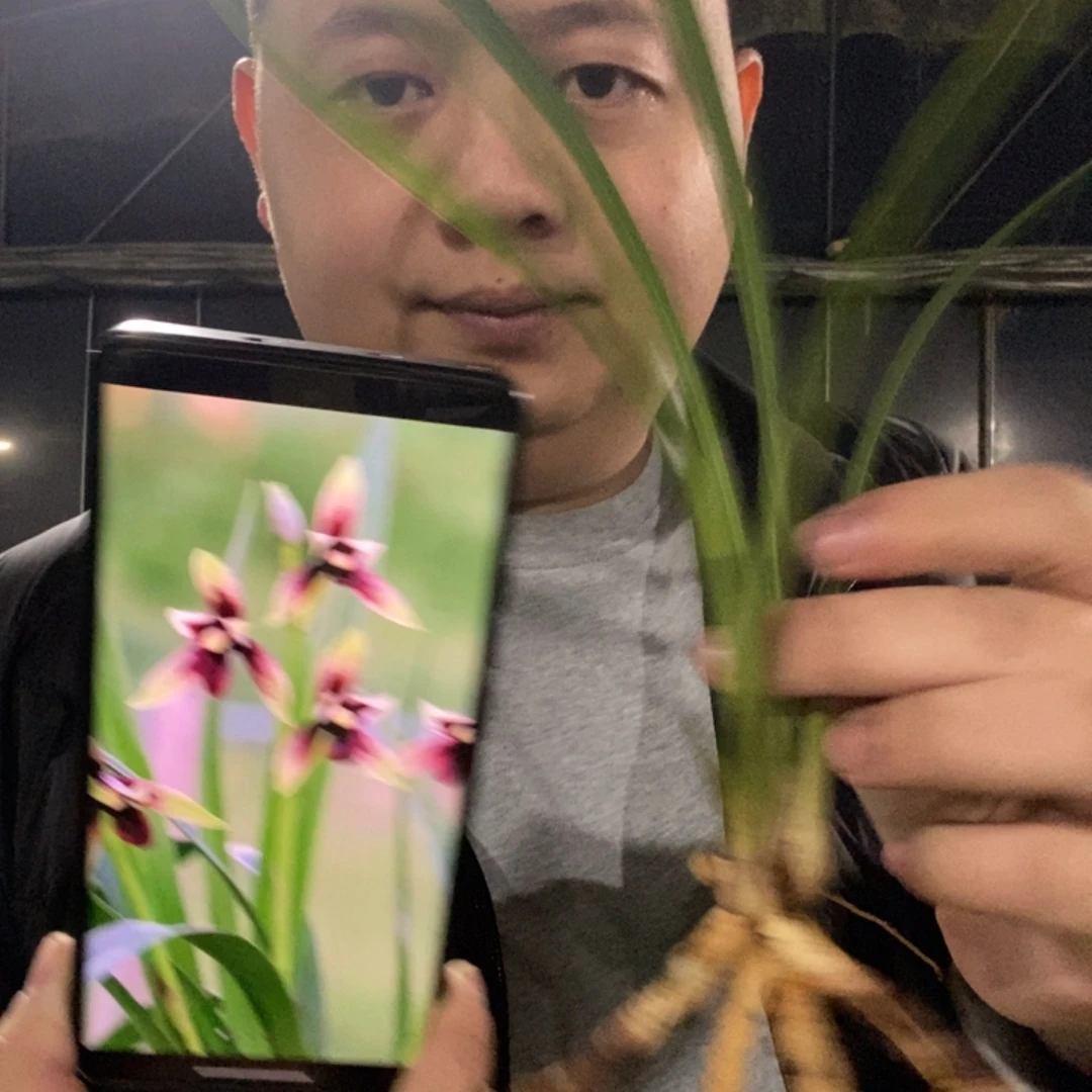 当前无花栽培后可以开花赤诚