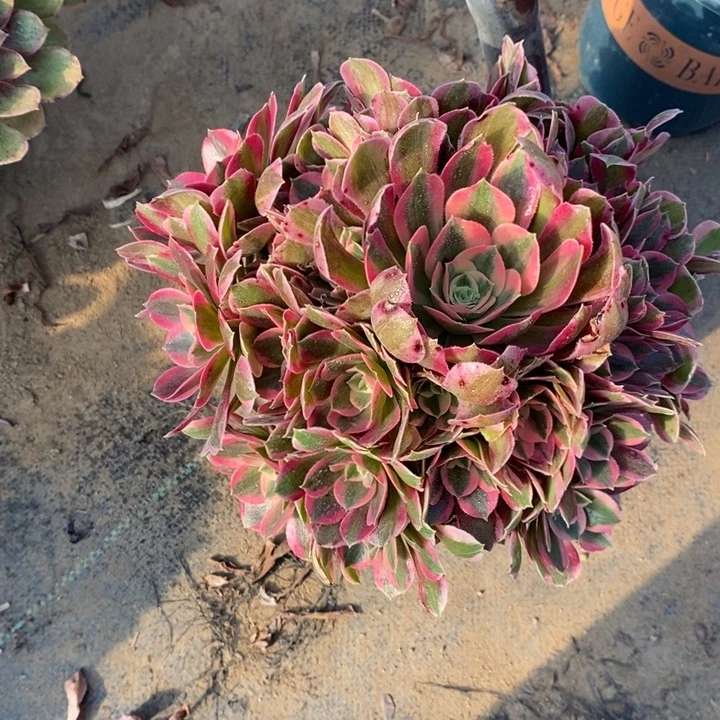 邀月22多肉植物法师法师开示