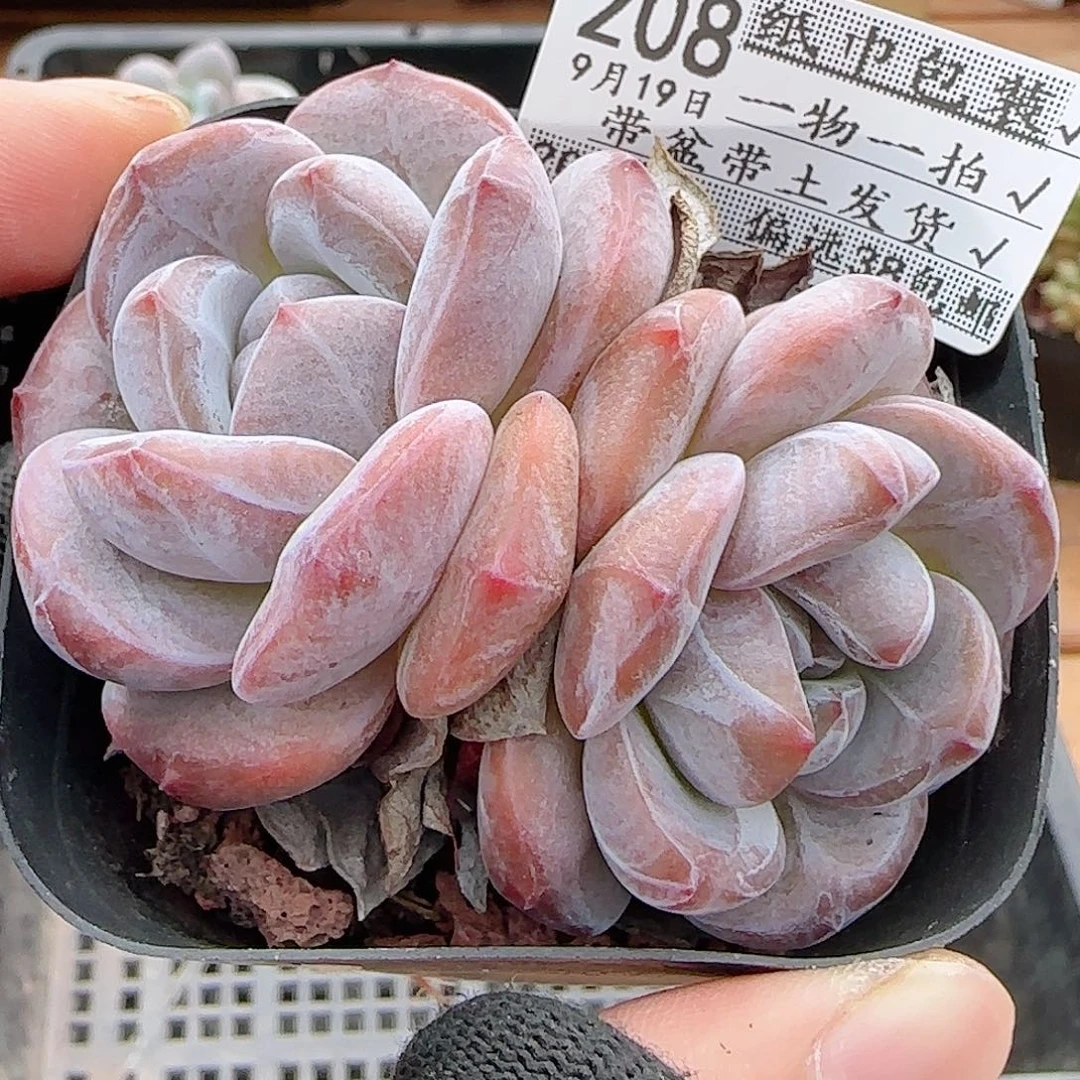 多肉0919--208石榴籽星影