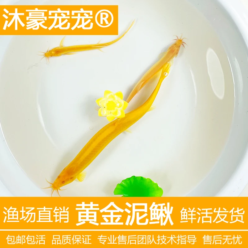 【黄金泥鳅】小金龙泥鳅鲜活体清洁练手鱼饲料清道夫好易养