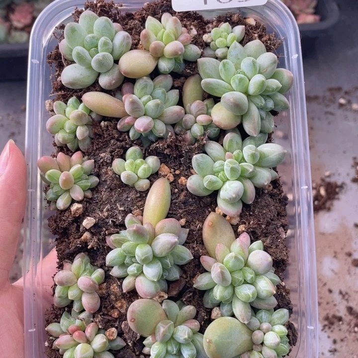 云糖心多肉植物165