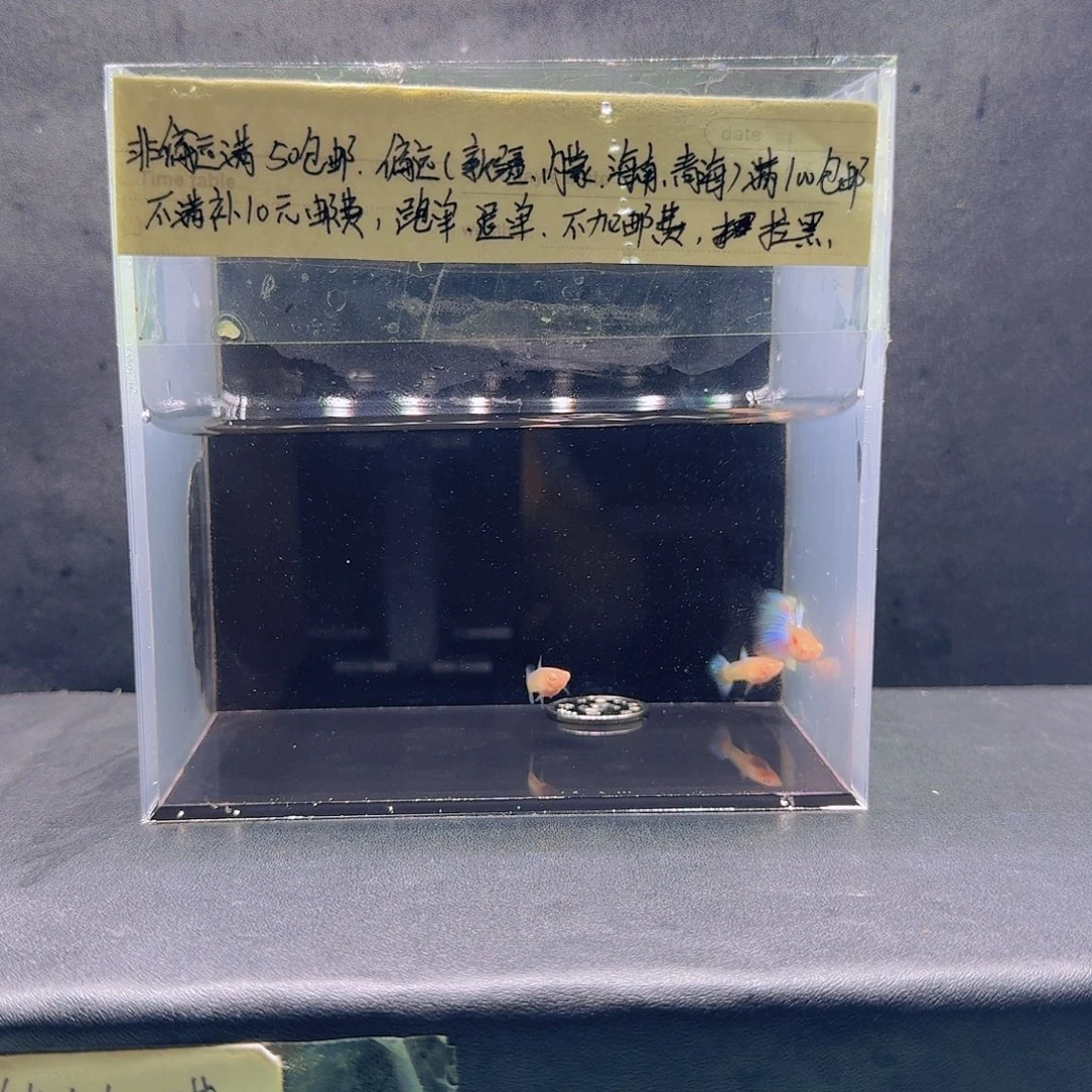 孔雀鱼天使1公2母