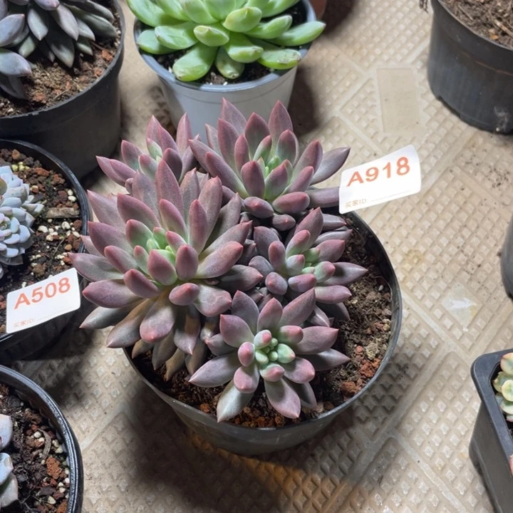 918 满20包邮脱土发货