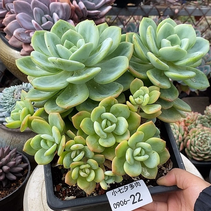 ****菓记得拍冷链柚子茶22