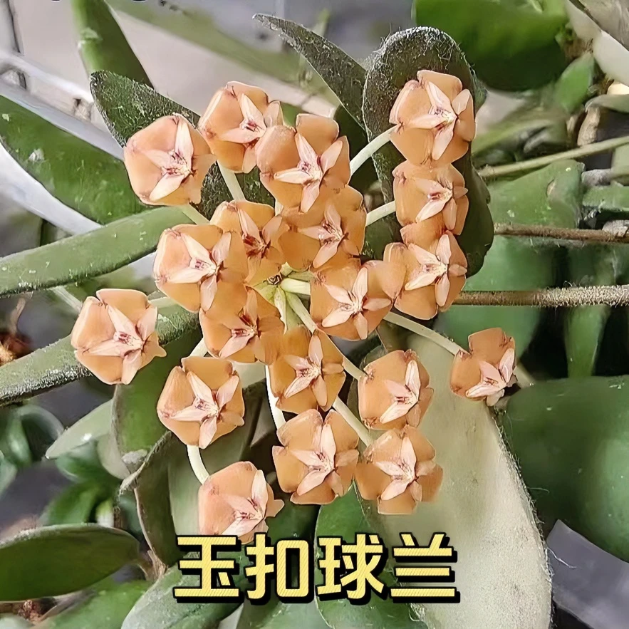 【玉扣球兰】网红变色球兰玉扣球兰椭圆叶片办公桌客厅绿植