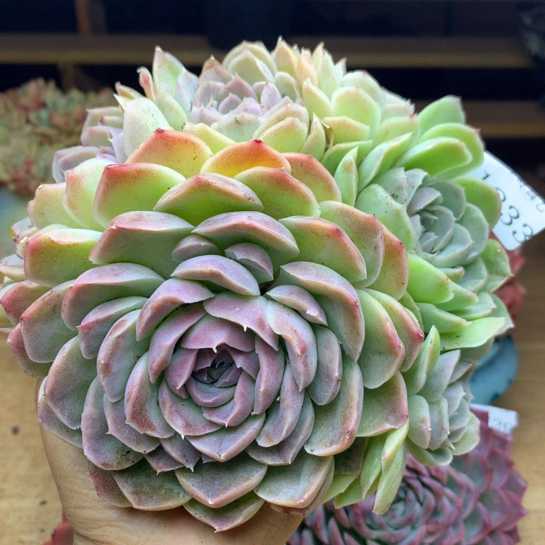 1833杂交精品基地14厘米