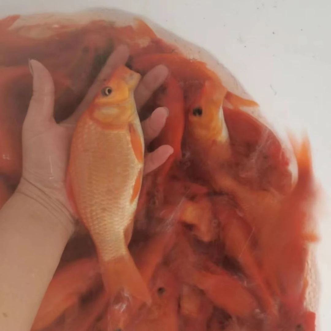 红鲤鱼 观赏鱼 宠物鱼 红鲤鱼