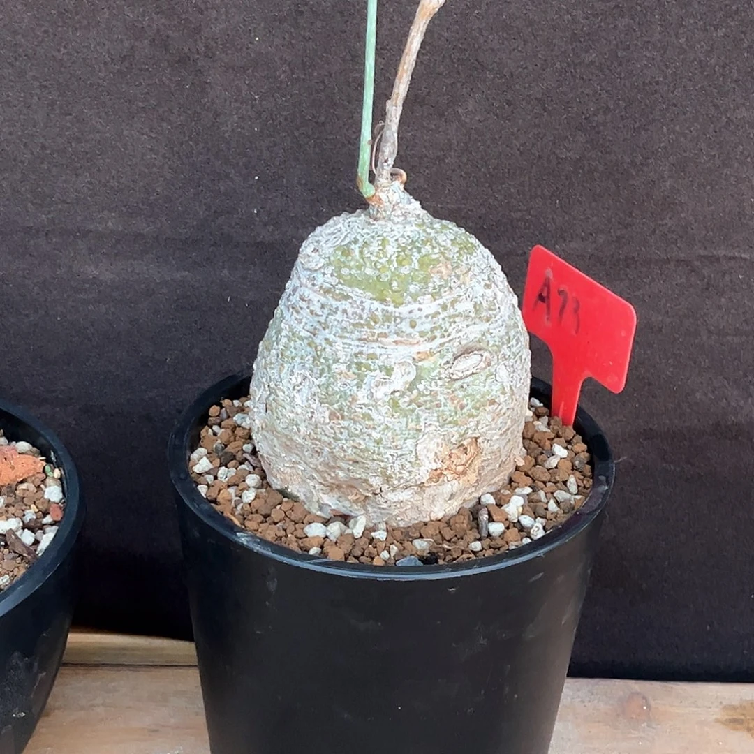 魔妃雪花西番莲，养定